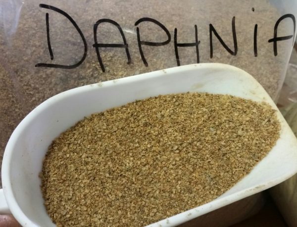 DAPHNIA
