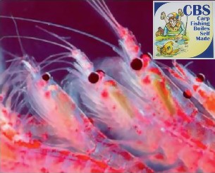 AROMA KRILL (CBS)
