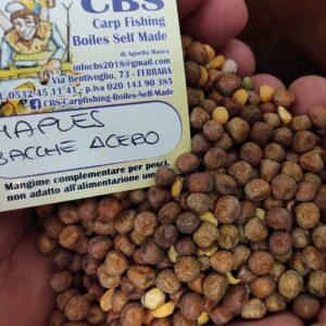 BACCHE D'ACERO (MAPLES)